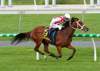 Group 1 triumph for Toffee Tongue (NZ). Photo: Atkins Photography